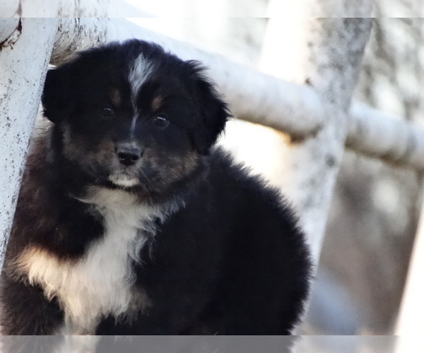 Medium Photo #1 Australian Shepherd Puppy For Sale in OZARK, AR, USA