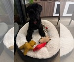 Small Photo #4 - Mix Puppy For Sale in Escondido, CA, USA