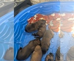 Small #7 Belgian Malinois