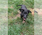 Small #1 Mutt