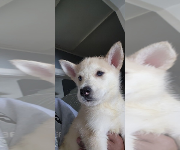 Medium Photo #3 Alaskan Husky-Alaskan Malamute Mix Puppy For Sale in RANDLEMAN, NC, USA