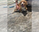 Small #5 Cavalier King Charles Spaniel Mix