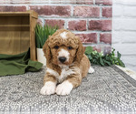 Small #2 Goldendoodle mix (+ Poodle Standard)
