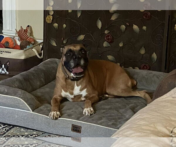 Medium Photo #1 Boxer Puppy For Sale in Burnsville, MN, USA