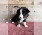 Small #12 Border Collie