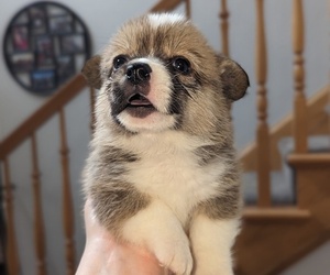 Pembroke Welsh Corgi Puppy for sale in VANCOUVER, WA, USA