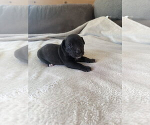 Summer - Brynns litter - Female American Staffordshire Terrier-Unknown Mix Dog for Adoption - Photo #5