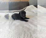 Small Photo #5 American Staffordshire Terrier-Unknown Mix Puppy For Sale in Holly Springs, NC, USA