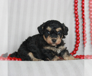 Poodle (Miniature) Puppy for sale in GORDONVILLE, PA, USA