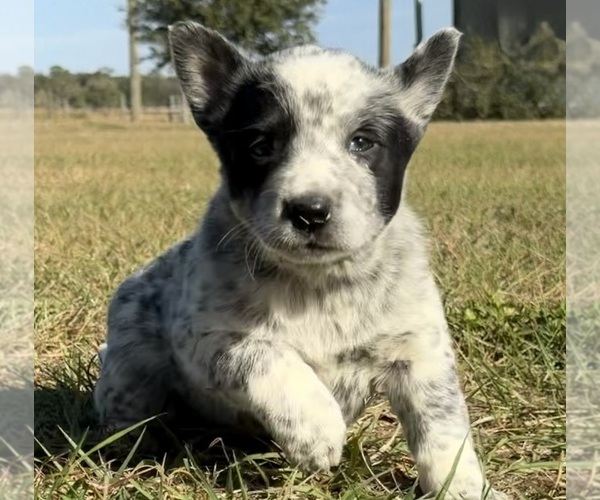 Medium Photo #3 Australian Cattle Dog Puppy For Sale in ZOLFO SPRINGS, FL, USA