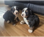 Small Bernese Mountain Dog