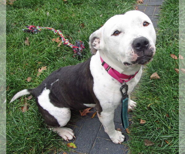 Medium Photo #3 American Pit Bull Terrier-Unknown Mix Puppy For Sale in Grovertown, IN, USA