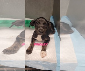 Mutt Dogs for adoption in Brooksville, FL, USA