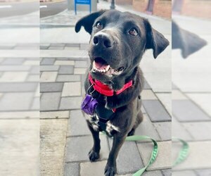 Nori - Female American Staffordshire Terrier-Labrador Retriever Mix Dog for Adoption - Photo #5