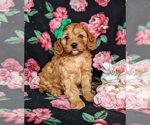 Cavalier King Charles Spaniel-Cavapoo Mix Puppy for sale in NOTTINGHAM, PA, USA