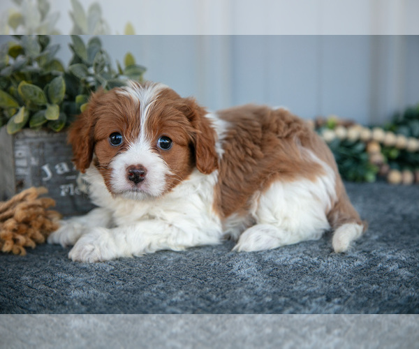 Medium Photo #1 Cavapoo Puppy For Sale in WOLCOTTVILLE, IN, USA