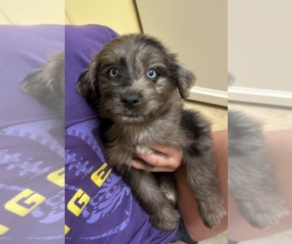 Medium Photo #2 F2 Aussiedoodle Puppy For Sale in BUSH, LA, USA
