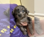 Small #1 F2 Aussiedoodle