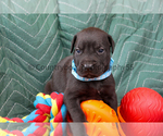 Puppy Boy light blue Presa Canario