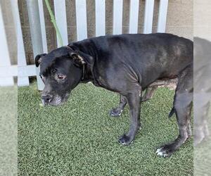 Mutt Dogs for adoption in Modesto, CA, USA
