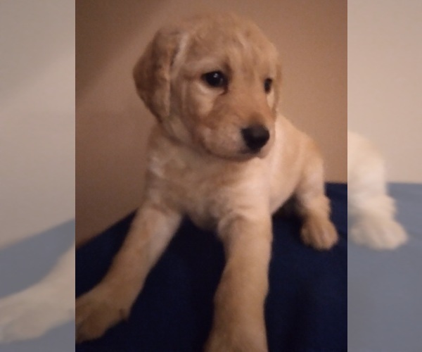 Medium Photo #2 Labradoodle Puppy For Sale in JEFFERSONTOWN, KY, USA