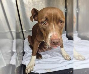 American Staffordshire Terrier-Unknown Mix Dogs for adoption in San Antonio, TX, USA