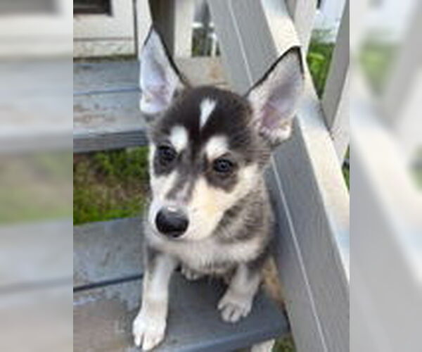 Medium Photo #2 Siberian Husky Puppy For Sale in Fremont, CA, USA