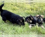 Small #8 German Shepherd Dog