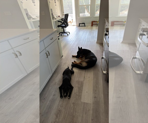 Medium Photo #3 American Staffordshire Terrier-Labrador Retriever Mix Puppy For Sale in Holly Springs, NC, USA