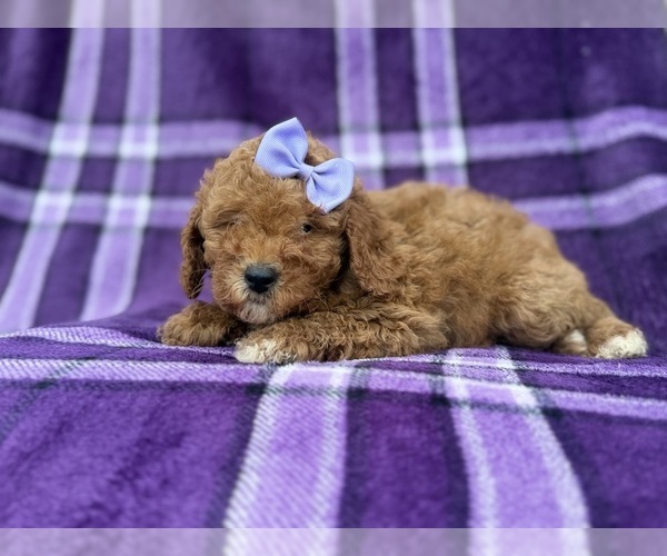 Medium Photo #7 Cavapoo (Miniature) Puppy For Sale in LAKELAND, FL, USA