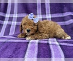 Agnes - Female Cavapoo (Miniature) Puppy for Sale - Photo #7