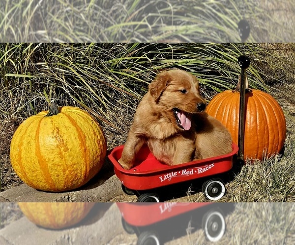 Medium Photo #5 Golden Retriever Puppy For Sale in GENESEO, IL, USA