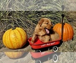 Small #4 Golden Retriever