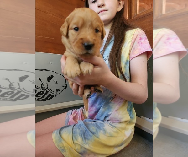 Medium Photo #5 Golden Retriever Puppy For Sale in RINDGE, NH, USA