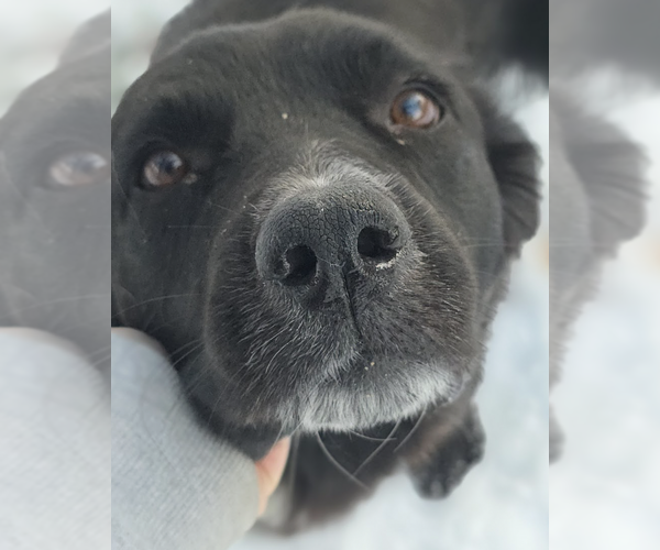 Medium Photo #7 Mutt Puppy For Sale in Brooklyn, NY, USA