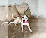 Small #1 Mutt
