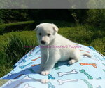 Small #10 German Shepherd Dog