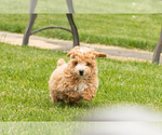 Small #9 Poodle (Miniature)