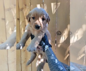 Medium Golden Retriever
