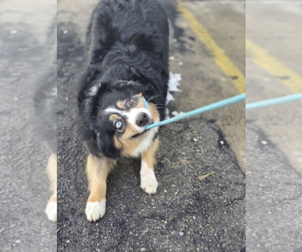 Medium Photo #4 Australian Shepherd-Unknown Mix Puppy For Sale in Sandy, UT, USA