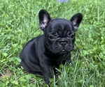 Puppy 2 French Bulldog