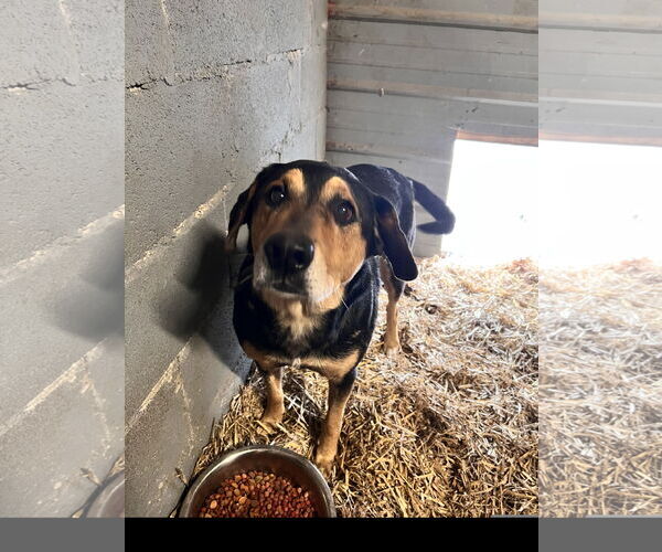 Medium Photo #3 Mutt Puppy For Sale in Tracy City, TN, USA