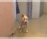 *DRACULARA - Female Texas Heeler Dog for Adoption - Small photo