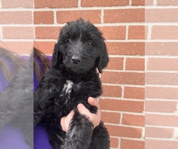 Medium Photo #2 Goldendoodle Puppy For Sale in LULING, LA, USA