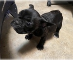 Small Photo #6 French Bulldog Puppy For Sale in TOWSON, MD, USA