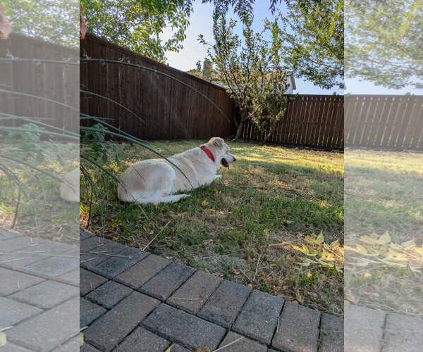 Medium Photo #10 Great Pyrenees-Unknown Mix Puppy For Sale in Rowlett, TX, USA