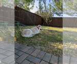 Small #9 Great Pyrenees Mix