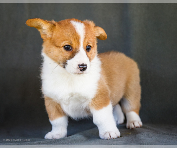 Medium Photo #22 Pembroke Welsh Corgi Puppy For Sale in WAKARUSA, IN, USA