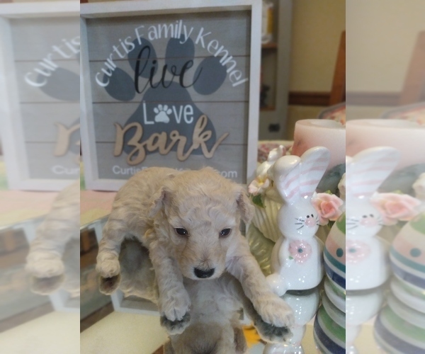 Medium Photo #3 Poodle (Toy) Puppy For Sale in DANVILLE, VA, USA