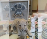 Small Photo #3 Poodle (Toy) Puppy For Sale in DANVILLE, VA, USA